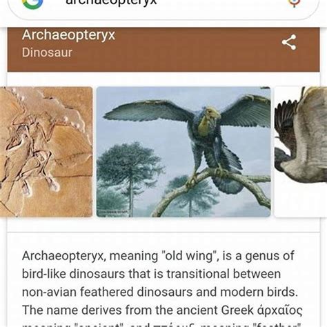 why is archaeopteryx important.